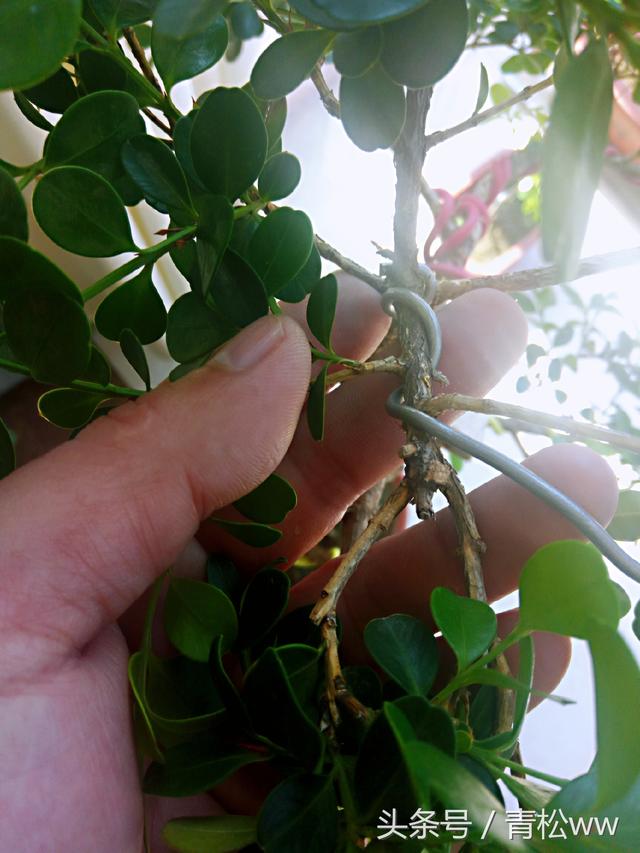 盆景製作中的基本造型手法，你真的會嗎？