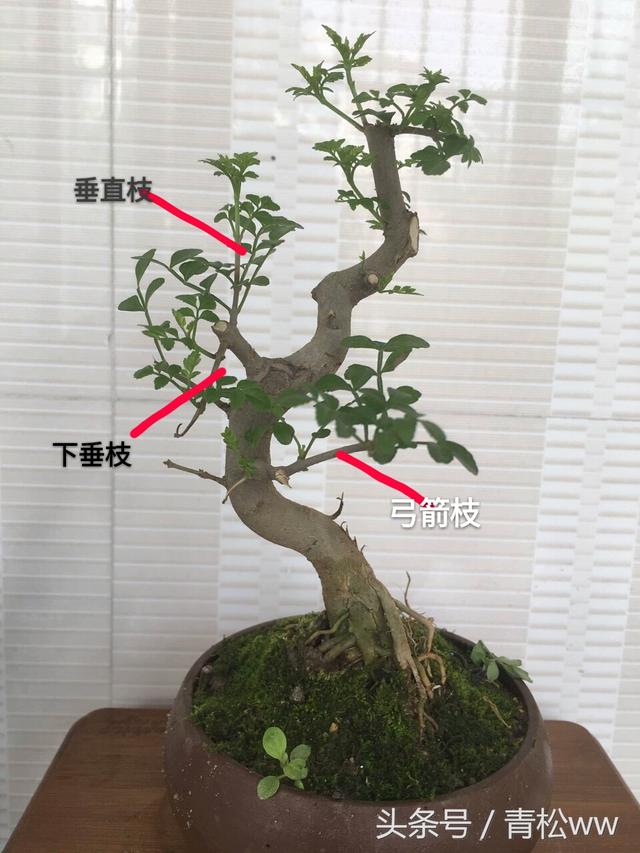 盆景製作中的基本造型手法，你真的會嗎？