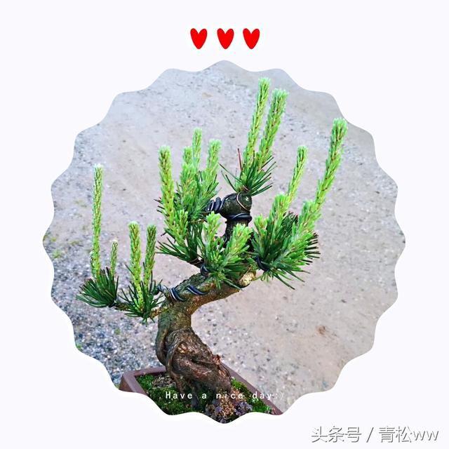 盆景製作中的基本造型手法，你真的會嗎？