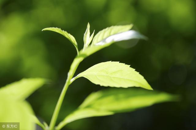 陌生人說是我同父異母的親哥哥，父親大怒，母親拿兩千元給他