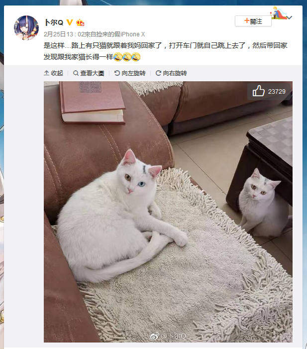 野貓跟著老媽回家...竟然「跟家裡的貓99%撞臉」她超無奈：分不出來了！