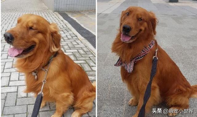 它盲了嗎？黃金獵犬散步被關心，飼主笑出聲：人家只是眼睛小！