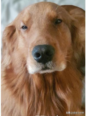 它盲了嗎？黃金獵犬散步被關心，飼主笑出聲：人家只是眼睛小！