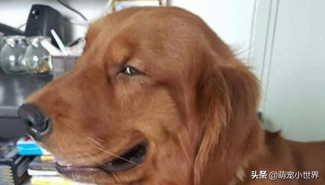 它盲了嗎？黃金獵犬散步被關心，飼主笑出聲：人家只是眼睛小！