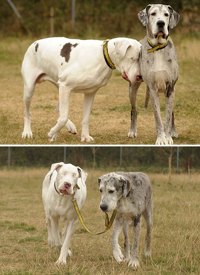 倫家還是寶寶啊？　25張大丹犬「沒發現自己很大隻」的爆笑時刻