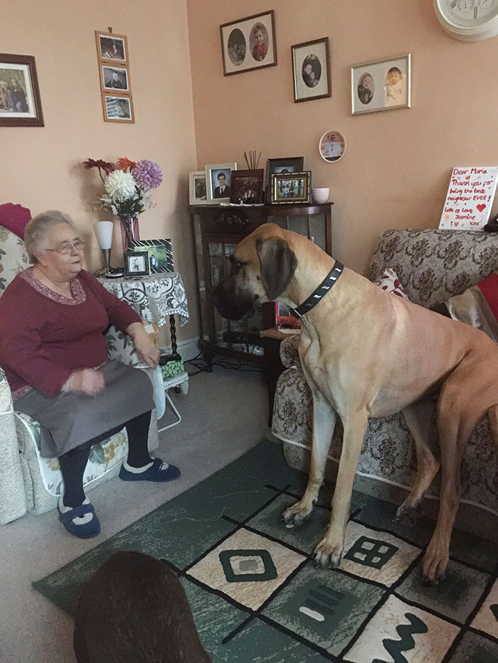 倫家還是寶寶啊？　25張大丹犬「沒發現自己很大隻」的爆笑時刻