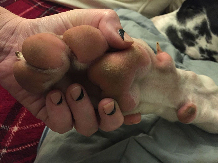 倫家還是寶寶啊？　25張大丹犬「沒發現自己很大隻」的爆笑時刻