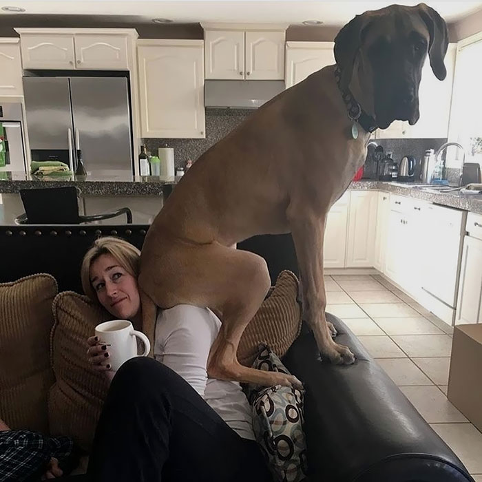 倫家還是寶寶啊？　25張大丹犬「沒發現自己很大隻」的爆笑時刻