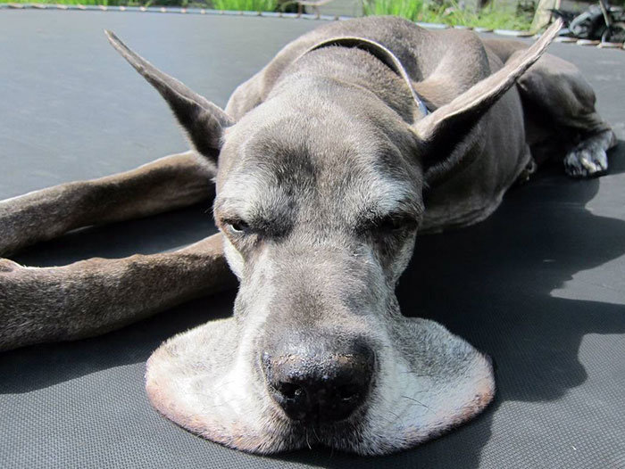 倫家還是寶寶啊？　25張大丹犬「沒發現自己很大隻」的爆笑時刻
