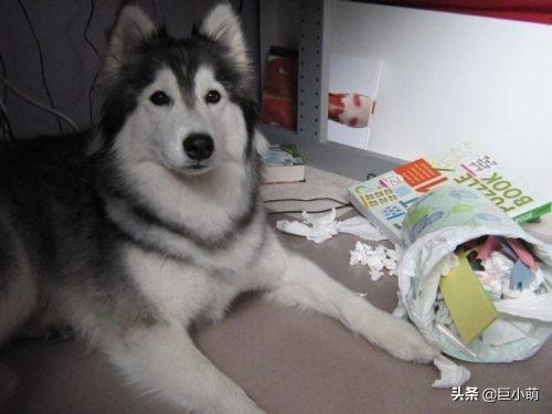 狗狗喜歡吃紙巾？別再責怪狗狗了，它可能只是太愛你