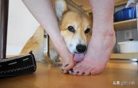 狗狗喜歡吃紙巾？別再責怪狗狗了，它可能只是太愛你