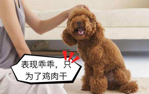狗狗雖然不會說話，但對主人滿滿的愛意都在行動里！