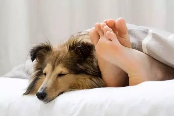 為什麼那麼多人喜歡狗？20個理由回答你...
