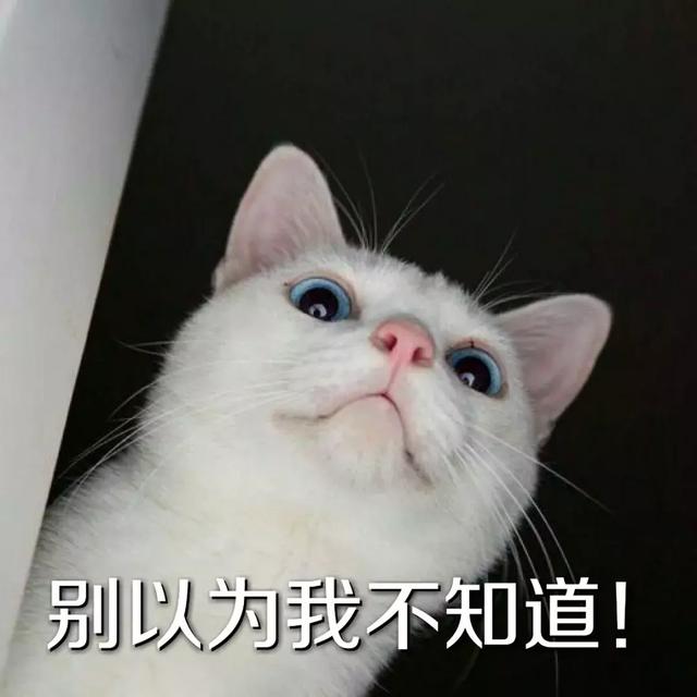 養狗的人表面光鮮亮麗，背後不知道撿過多少屎。