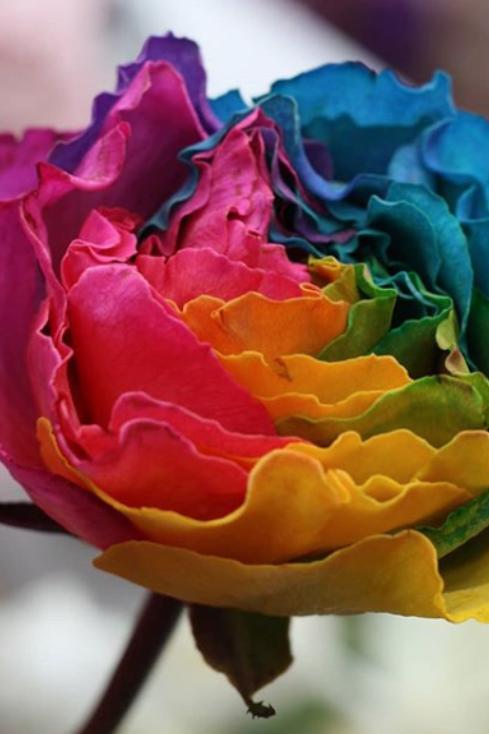 2019不可錯過的「The Flower：心動充電站」主題展