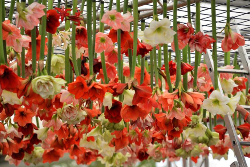 2019不可錯過的「The Flower：心動充電站」主題展