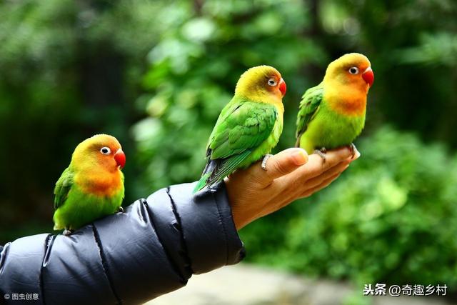 世界上最聰明的動物排行榜！