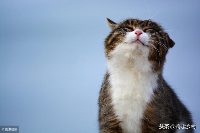 世界上最聰明的動物排行榜！