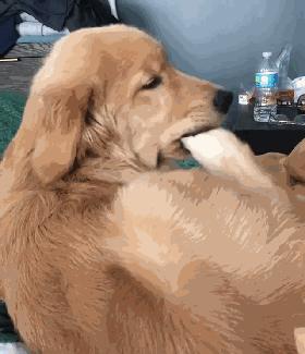 重口味的狗狗愛啃腳？注意！這可能不是怪癖而是疾病