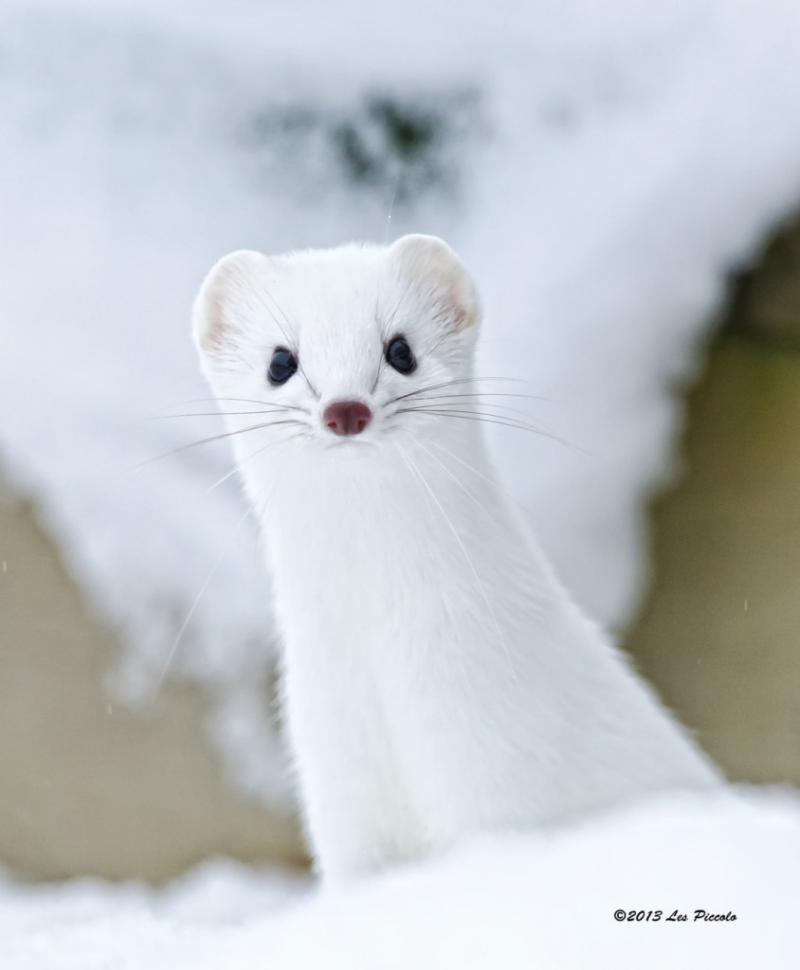 他在森林裡打獵時巧遇「超稀有動物」　輕鬆打破拍過的「最可愛動物記錄」♥