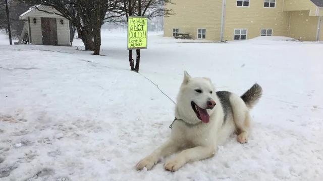 哈士奇不能呆雪地？獸醫主人吐槽：別瞎操心，你們根本不懂二哈
