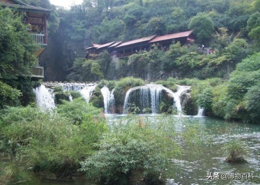 世界最「假」的樹，像水龍頭一樣不停出水，幾十年從未停止過