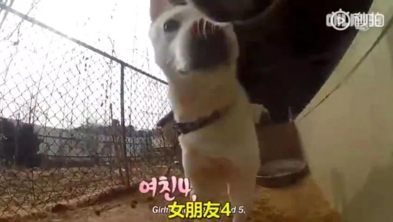 狗界乾隆爺！發現家裡狗兒「行蹤詭異」追查才發現「全村女友都懷龍種」立刻被拖回家關禁閉