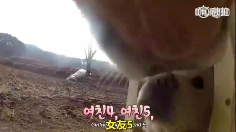 狗界乾隆爺！發現家裡狗兒「行蹤詭異」追查才發現「全村女友都懷龍種」立刻被拖回家關禁閉