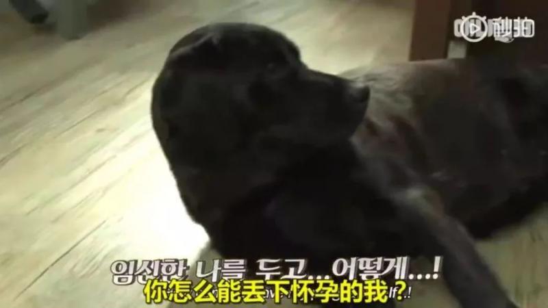 狗界乾隆爺！發現家裡狗兒「行蹤詭異」追查才發現「全村女友都懷龍種」立刻被拖回家關禁閉