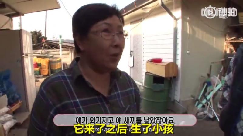狗界乾隆爺！發現家裡狗兒「行蹤詭異」追查才發現「全村女友都懷龍種」立刻被拖回家關禁閉
