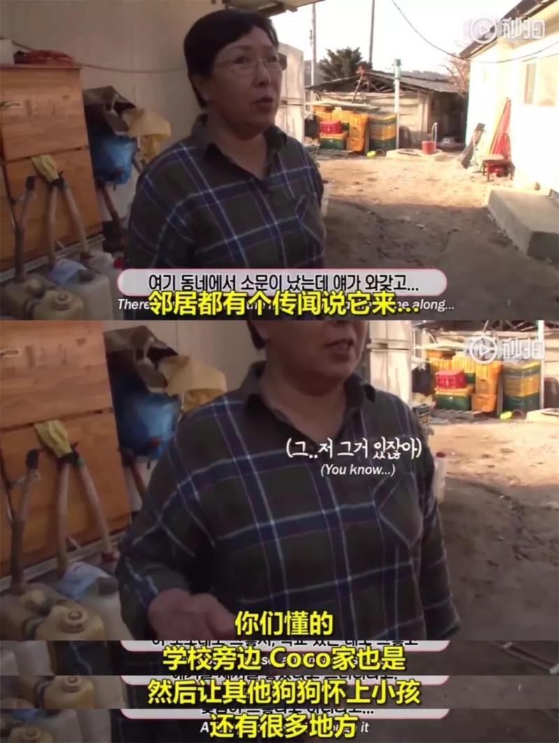 狗界乾隆爺！發現家裡狗兒「行蹤詭異」追查才發現「全村女友都懷龍種」立刻被拖回家關禁閉