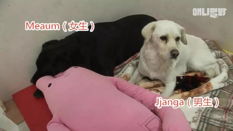 狗界乾隆爺！發現家裡狗兒「行蹤詭異」追查才發現「全村女友都懷龍種」立刻被拖回家關禁閉