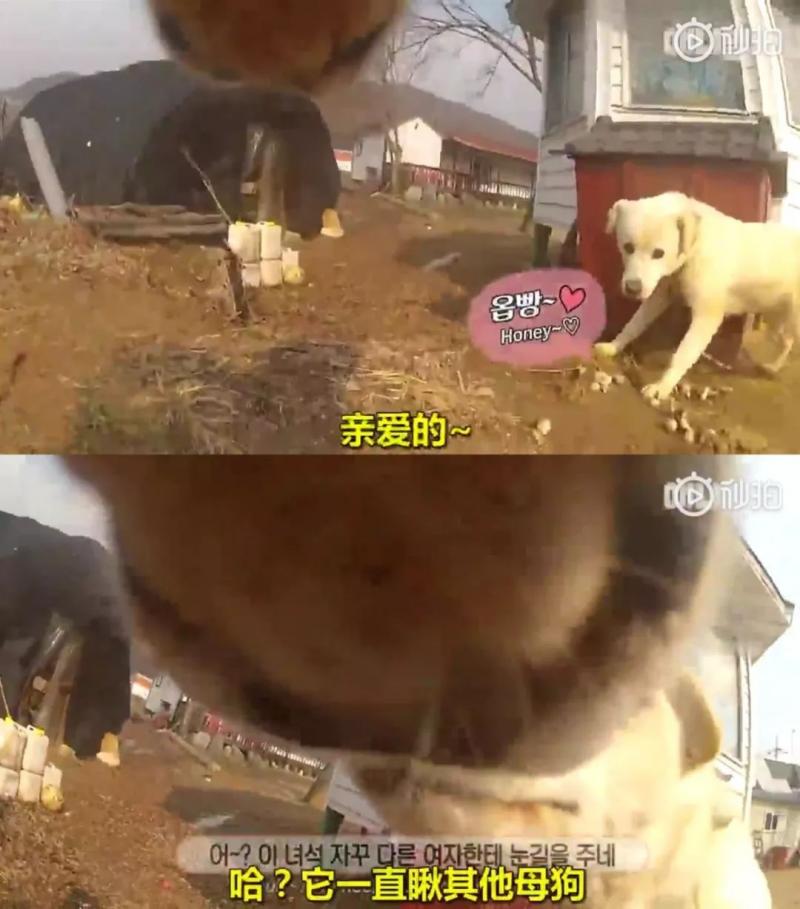 狗界乾隆爺！發現家裡狗兒「行蹤詭異」追查才發現「全村女友都懷龍種」立刻被拖回家關禁閉