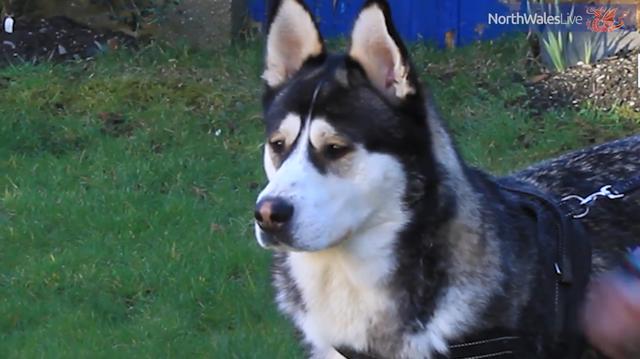 這哈士奇絕對能當警犬..一臉嚴肅正氣，還幫警察抓住毒販