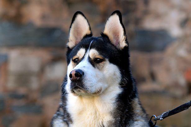 這哈士奇絕對能當警犬..一臉嚴肅正氣，還幫警察抓住毒販