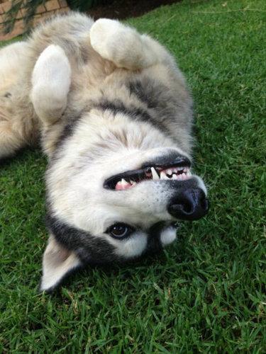 這哈士奇絕對能當警犬..一臉嚴肅正氣，還幫警察抓住毒販
