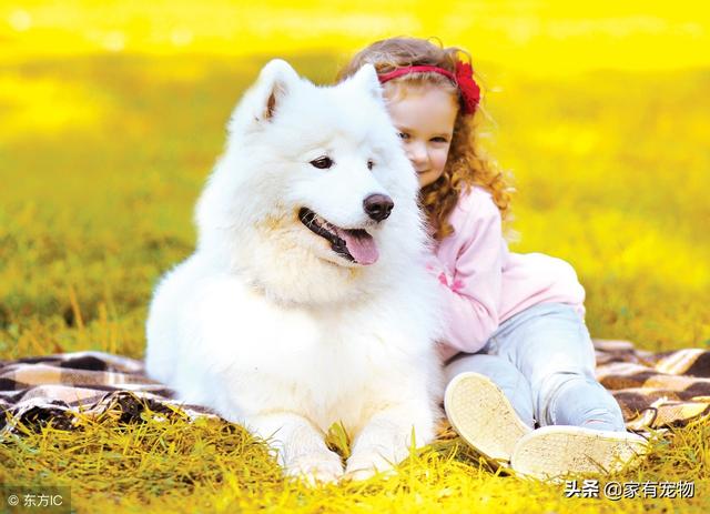 狗狗不像我們人一樣會說話，如何辨識小狗的行為？