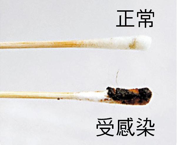 蟲也會長進狗耳？在家清潔狗狗耳朵，可按這4個步驟
