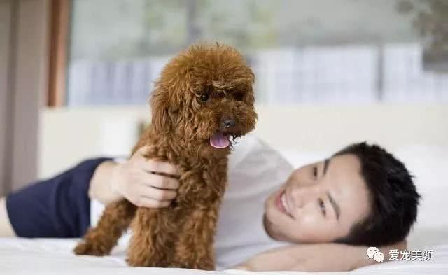 泰迪出現這5種行為，可能是老年痴呆，主人要多加留意！