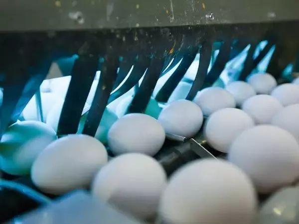 日本人憑什麼就敢生吃雞蛋？原來這就是真相！