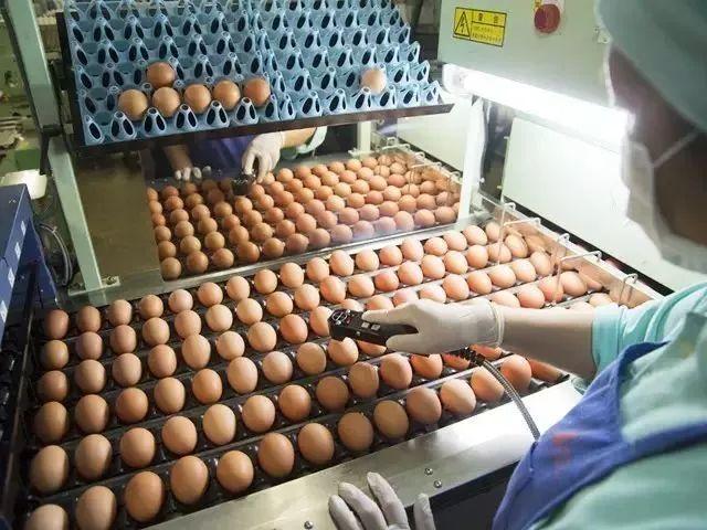 日本人憑什麼就敢生吃雞蛋？原來這就是真相！