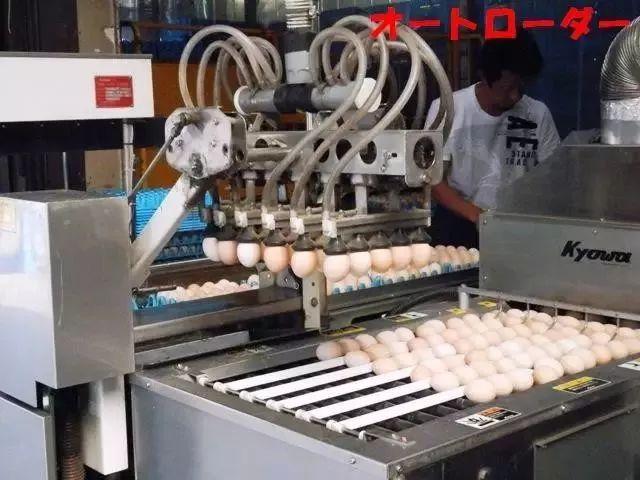 日本人憑什麼就敢生吃雞蛋？原來這就是真相！
