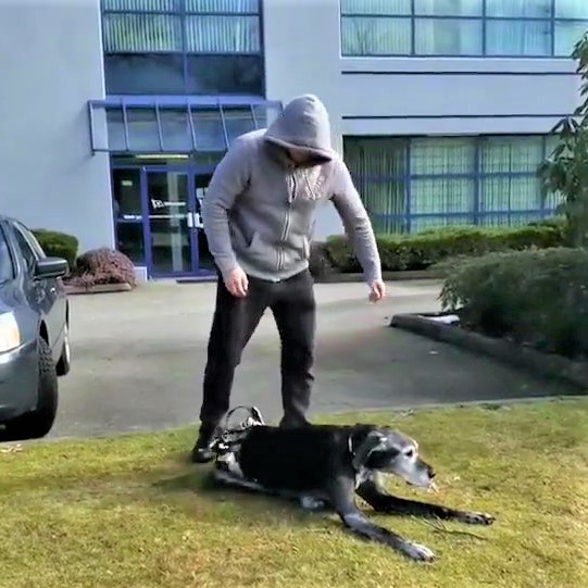 高齡汪女鵝「後腿不能走」...暖爸「當牠的腳」陪散步：想要去哪呀？