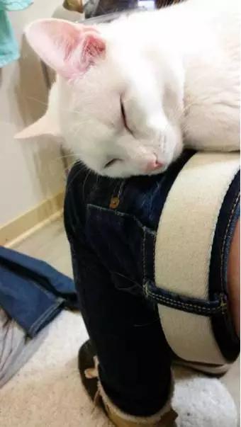 養貓的你一定也有遇過！為什麼貓喜歡看人上廁所？