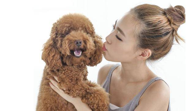 一個過來人的經驗分享：如何飼養貴賓犬？