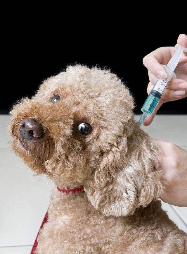 一個過來人的經驗分享：如何飼養貴賓犬？