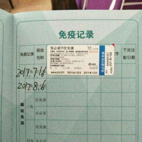 一個過來人的經驗分享：如何飼養貴賓犬？