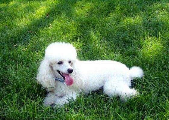 一個過來人的經驗分享：如何飼養貴賓犬？