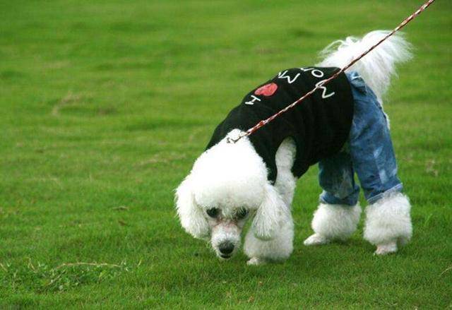 一個過來人的經驗分享：如何飼養貴賓犬？
