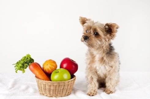一個過來人的經驗分享：如何飼養貴賓犬？